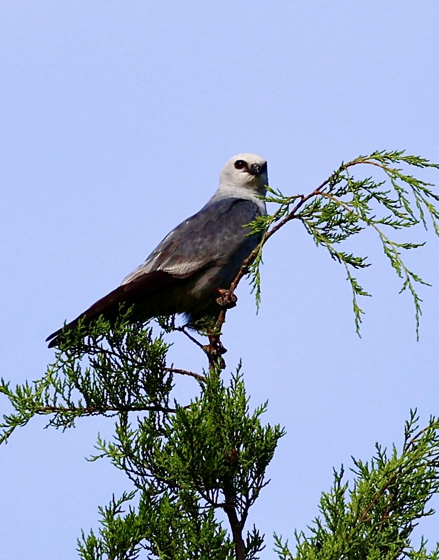 Mississippi Kite - ML622100289