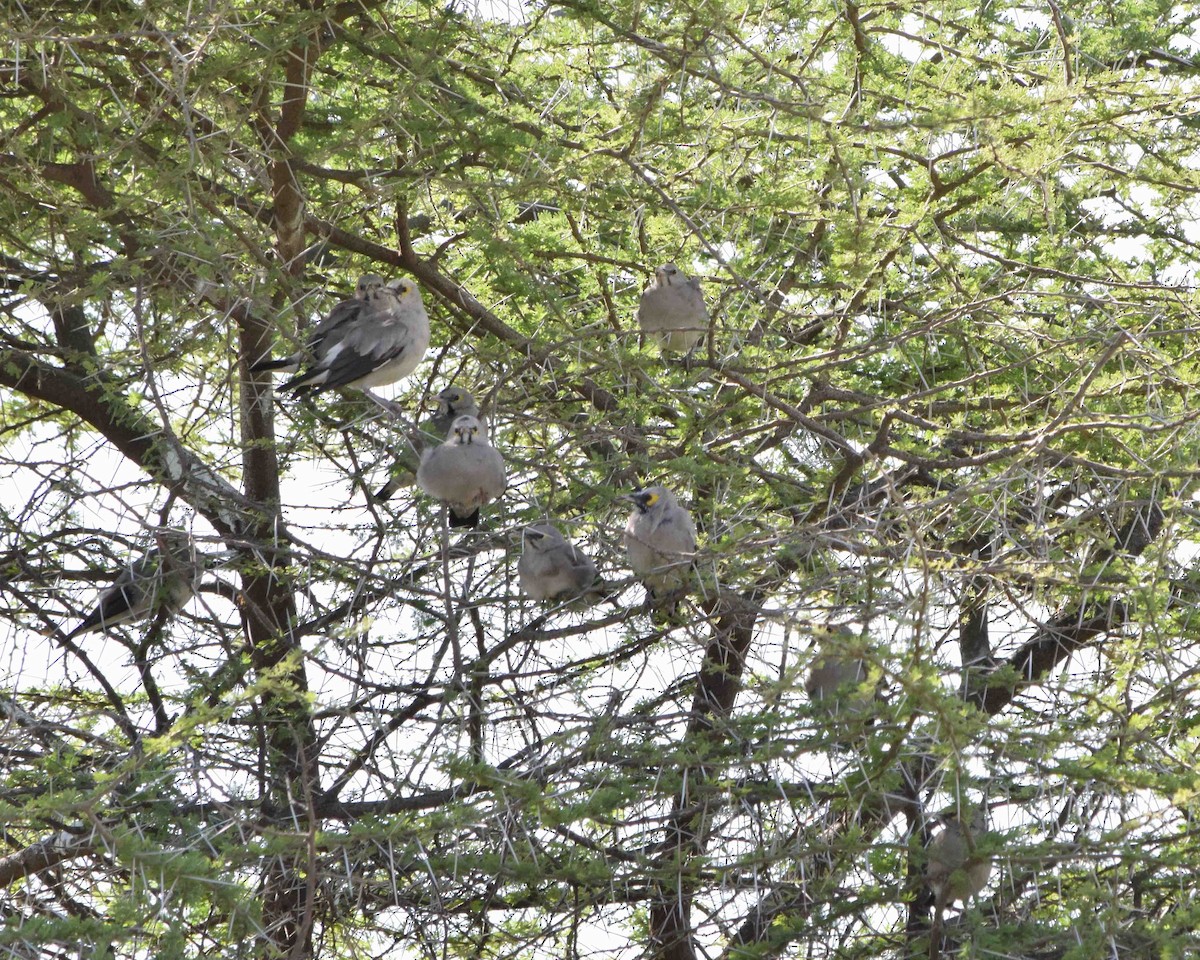 Wattled Starling - ML622100291