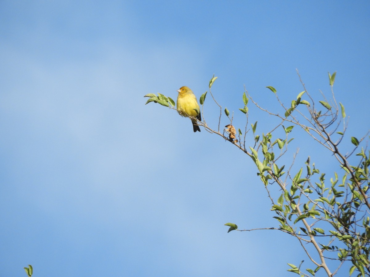 Saffron Finch - ML622100295