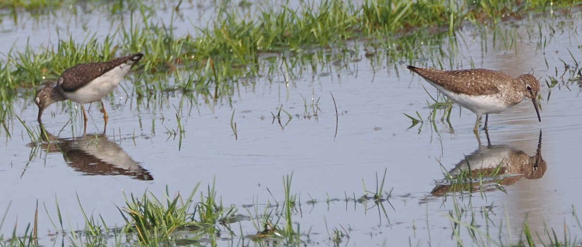 Solitary Sandpiper - Barbara Seith