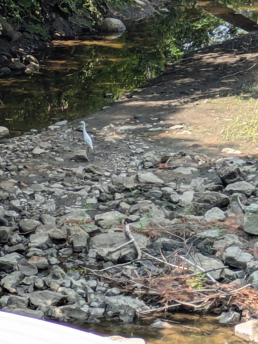 Little Blue Heron - ML622100326