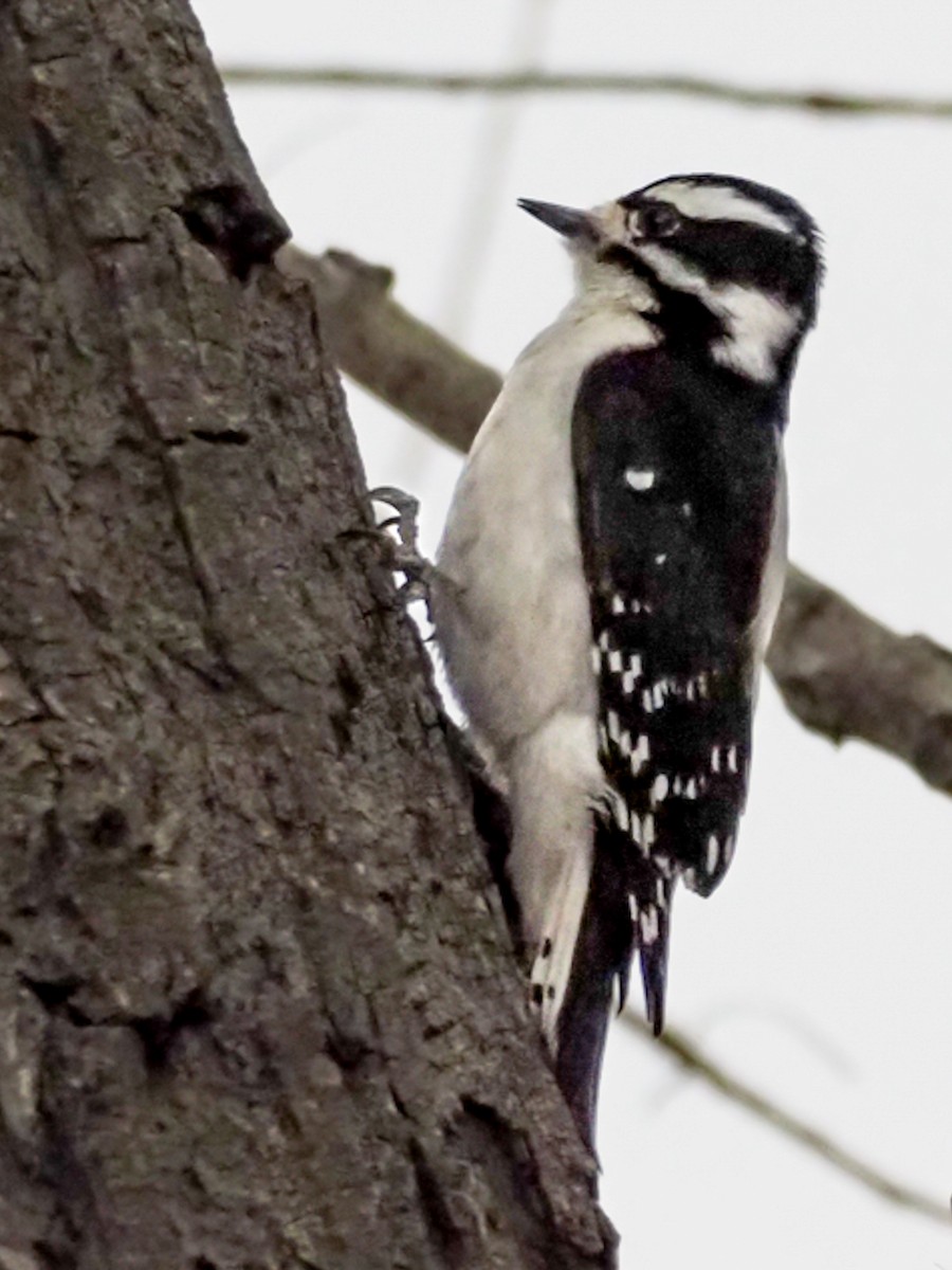 Downy Woodpecker - Tonya Freeman