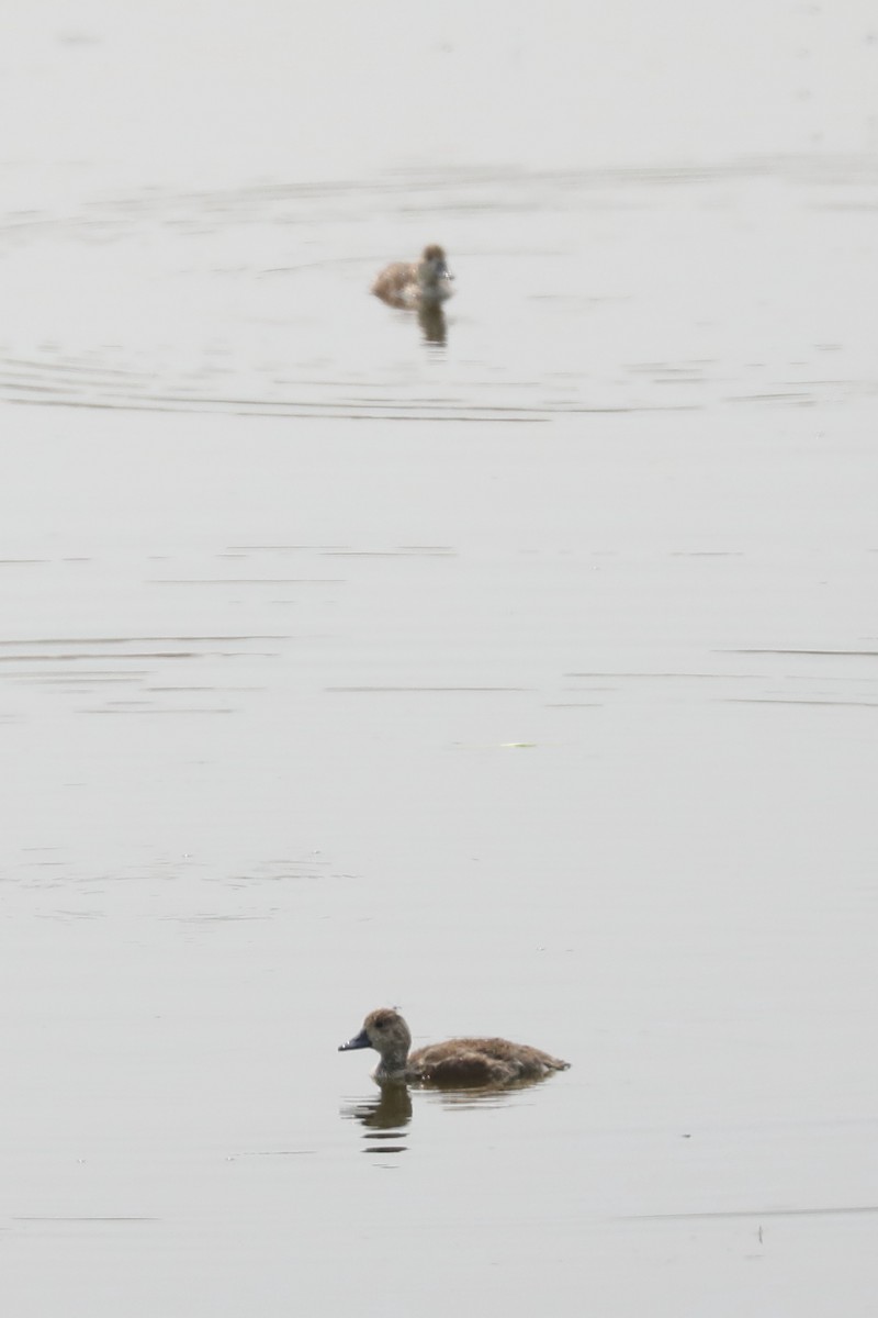 Ruddy Duck - Emily Holcomb