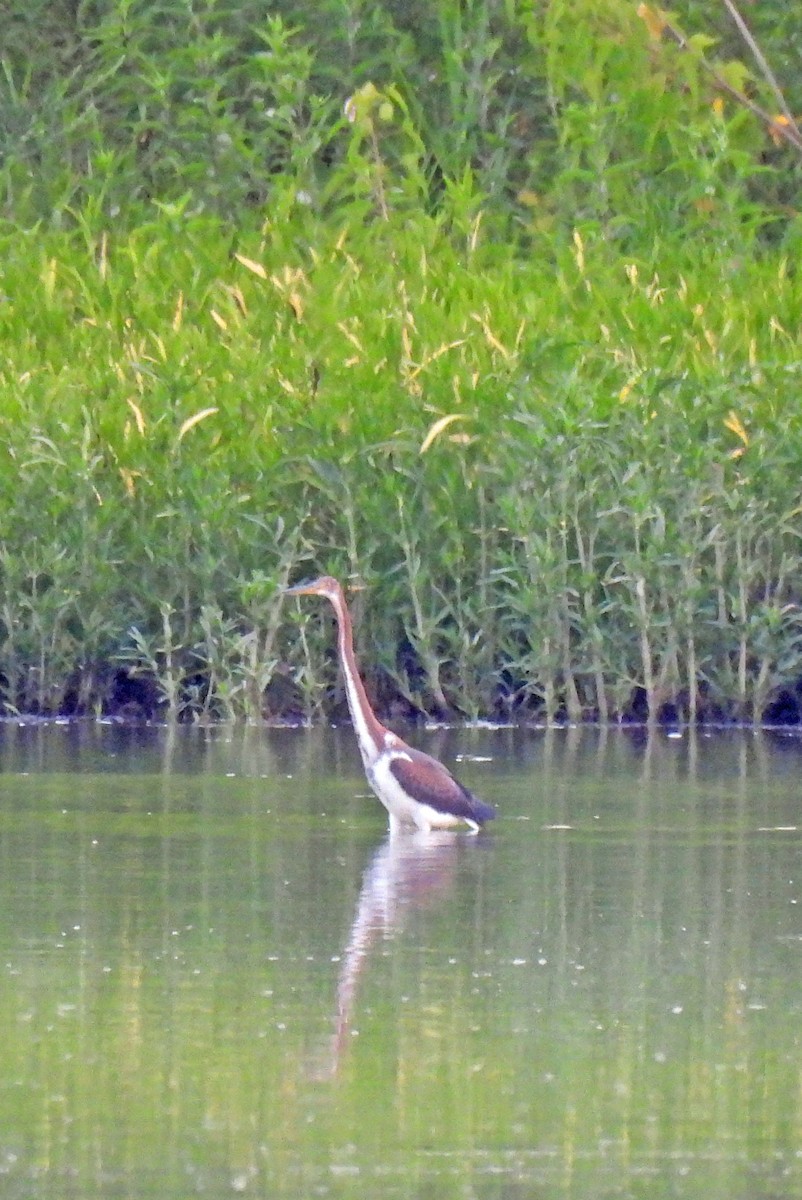 Garceta Tricolor - ML622100381