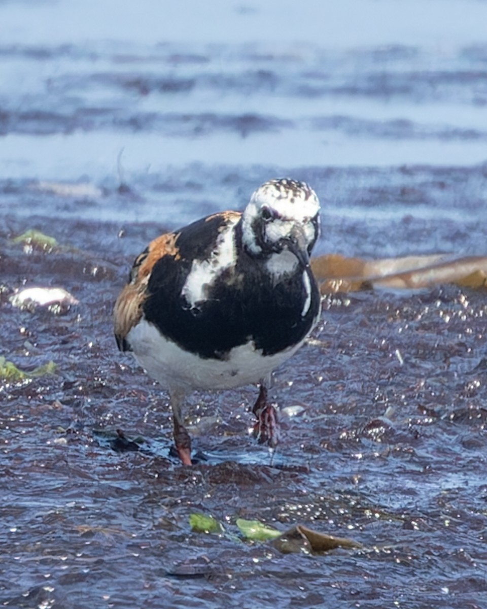 Ruddy Turnstone - Kyle Blaney