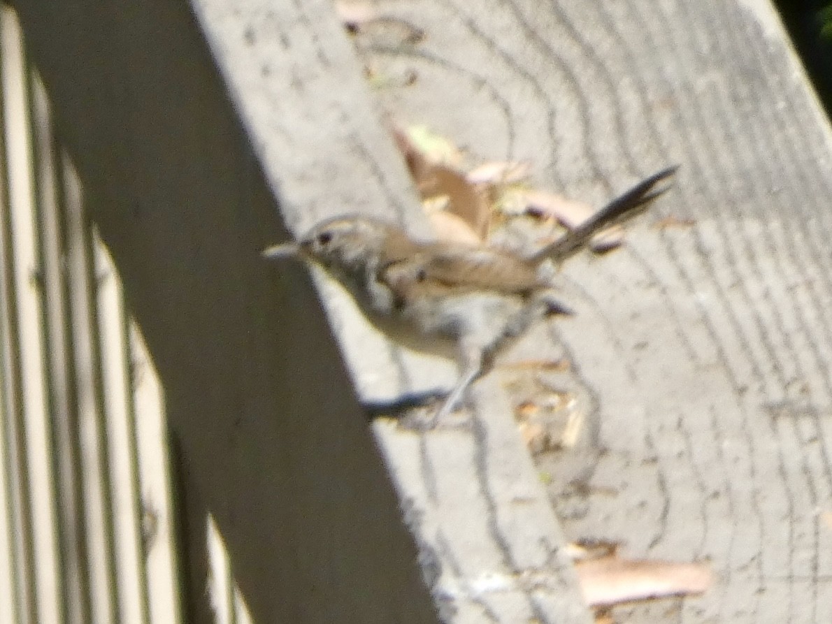 Bewick's Wren - ML622100398