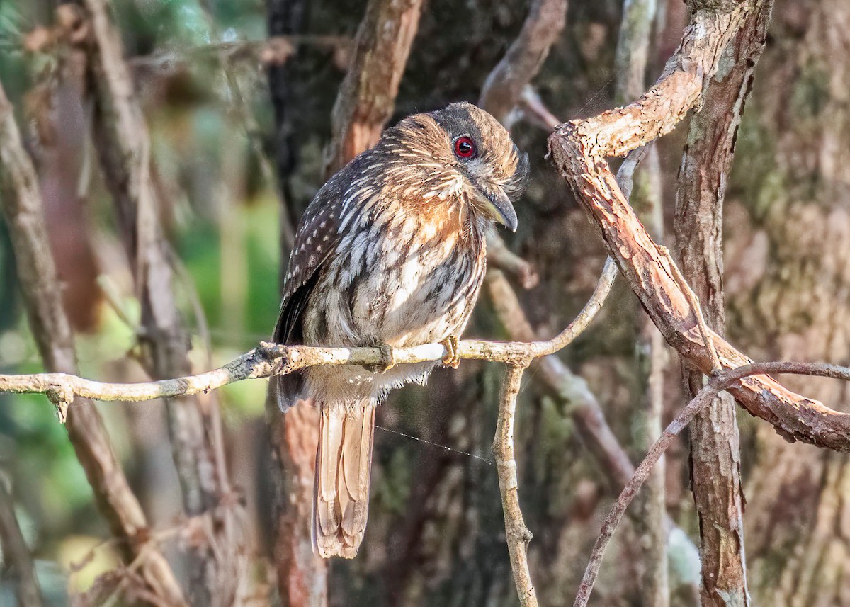 White-whiskered Puffbird - ML622100405