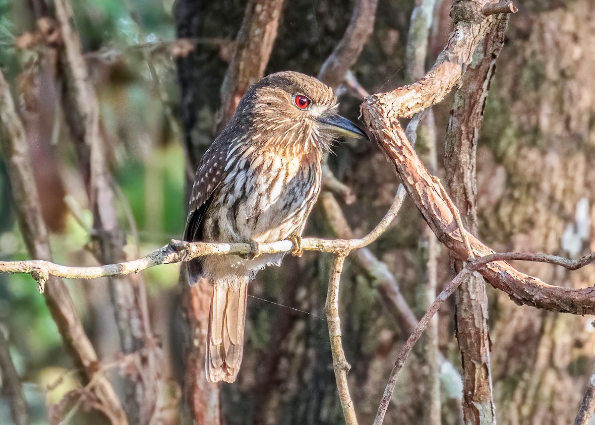 White-whiskered Puffbird - ML622100408