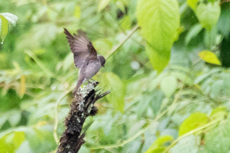 Asian Brown Flycatcher (Northern) - ML622100416