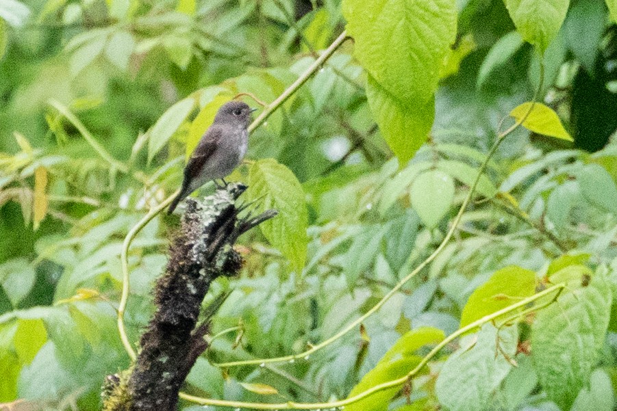 Asian Brown Flycatcher (Northern) - ML622100418