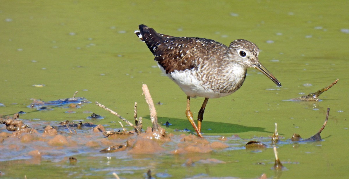 Solitary Sandpiper - Nicole H