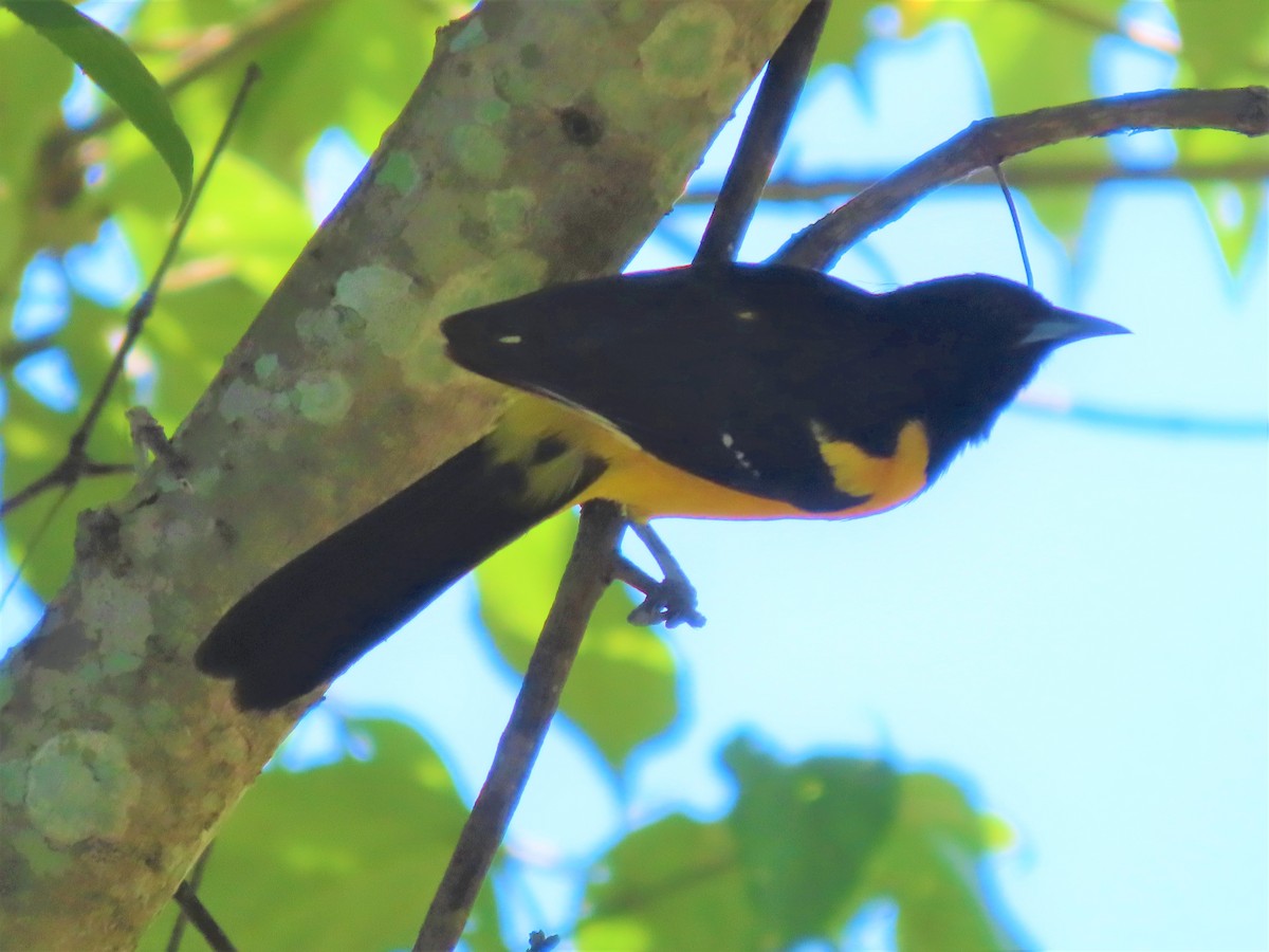 Bar-winged Oriole - ML622100425