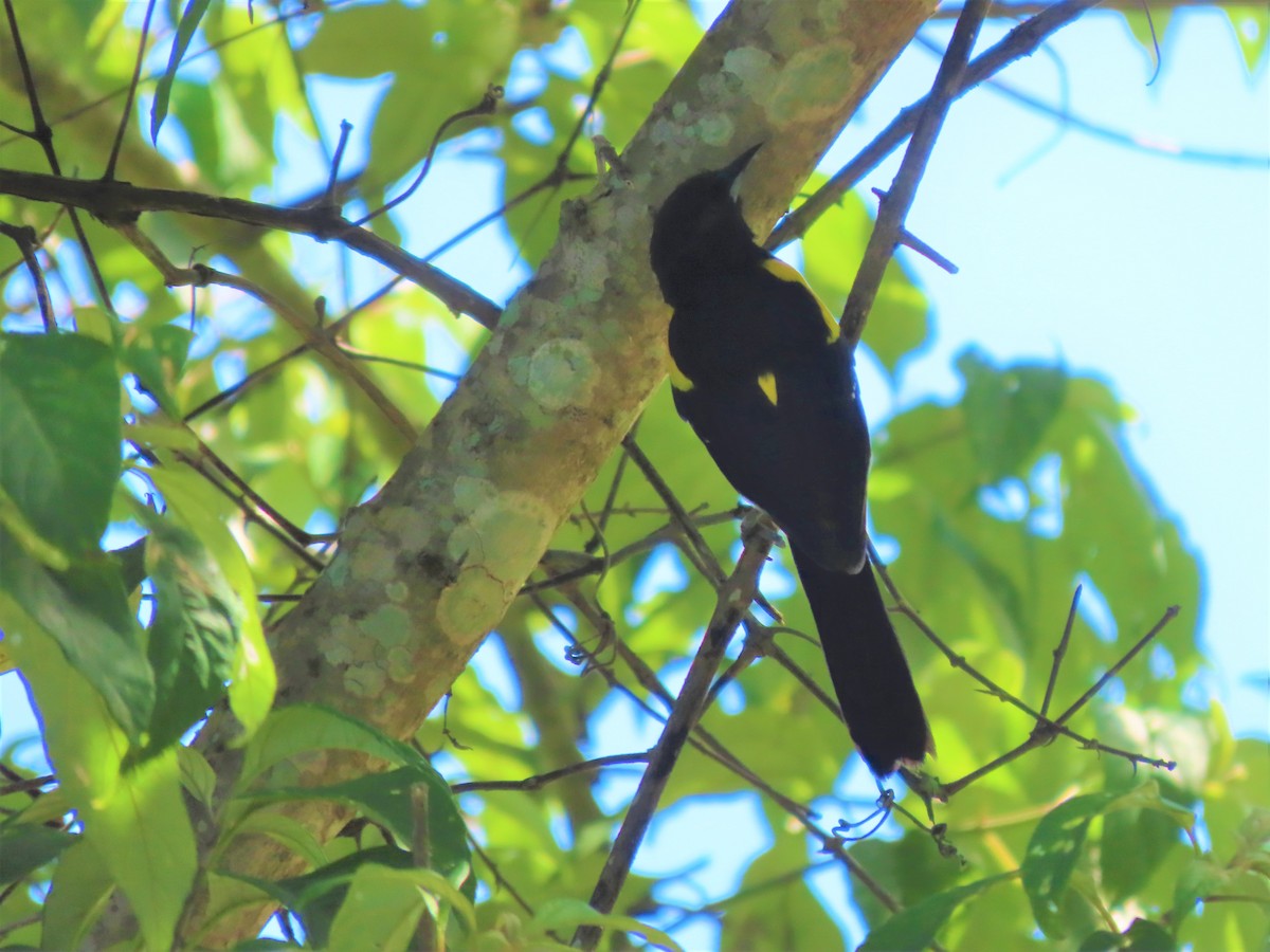 Bar-winged Oriole - ML622100427