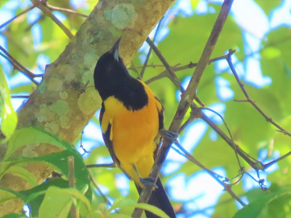 Bar-winged Oriole - ML622100429