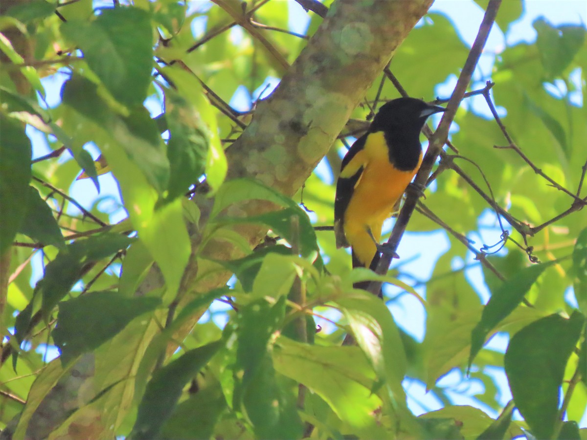 Bar-winged Oriole - ML622100430