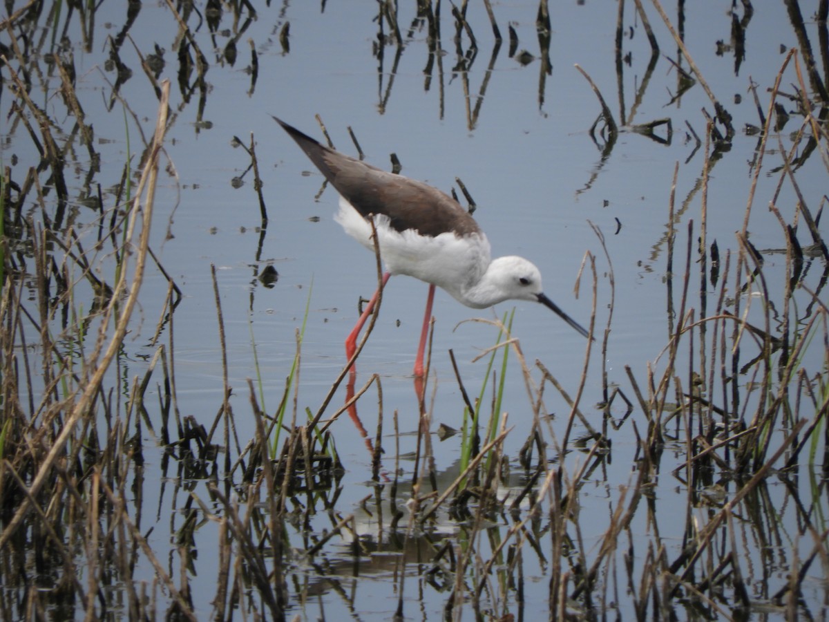 Black-winged Stilt - Miroslav Mareš