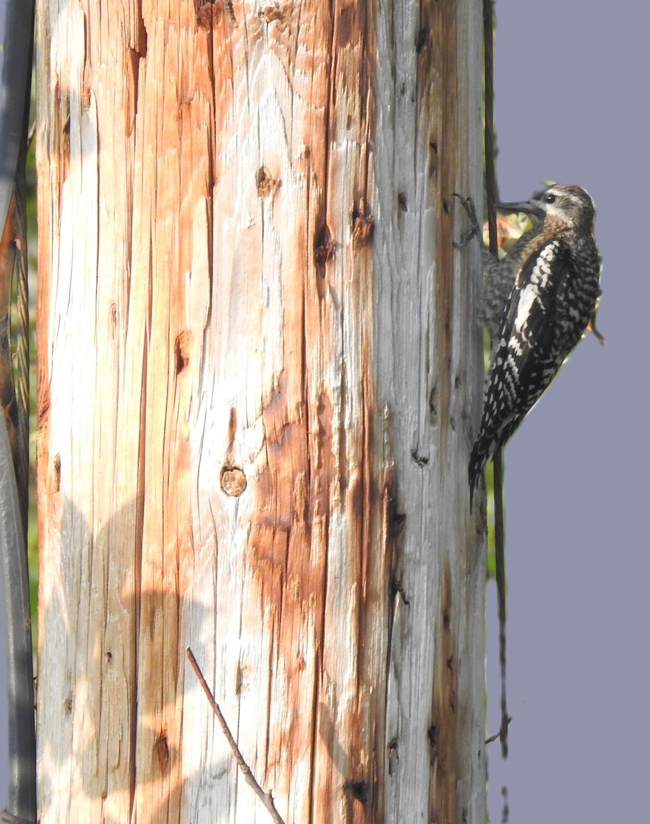 Yellow-bellied Sapsucker - ML622100434