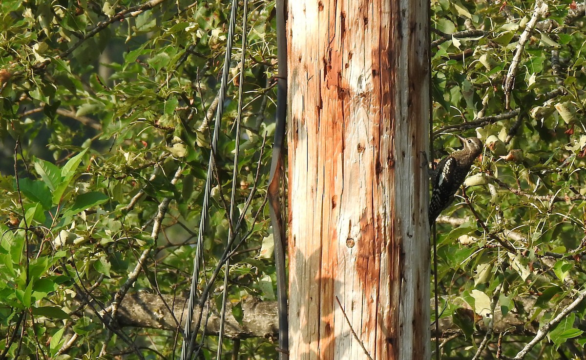 Yellow-bellied Sapsucker - ML622100435