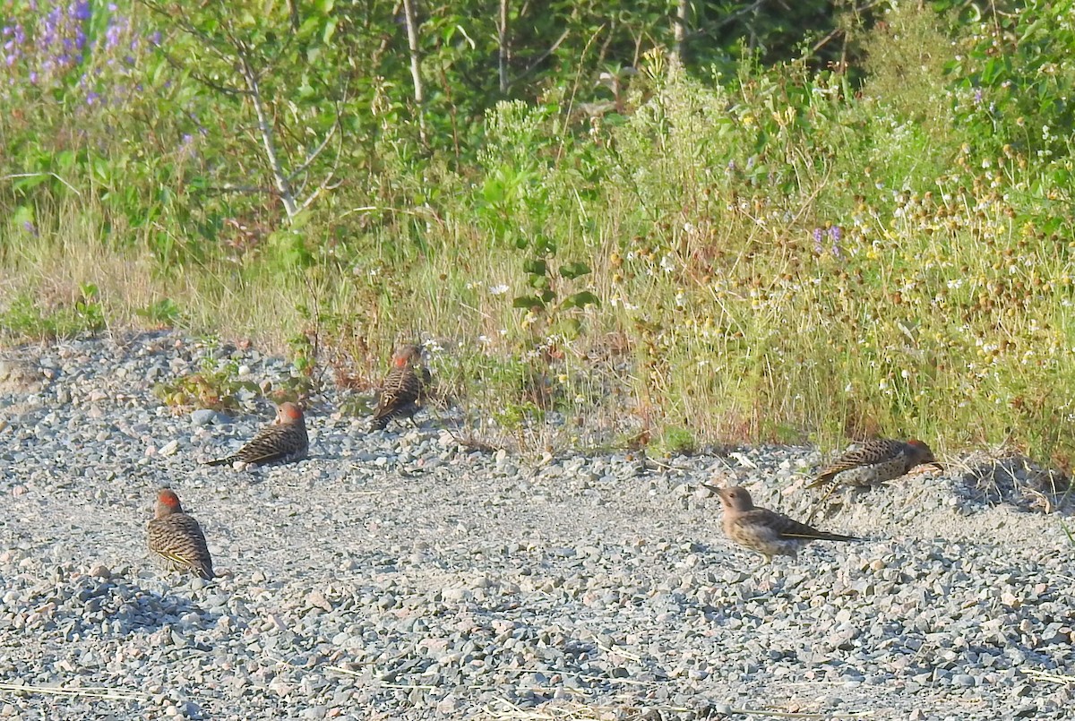 Northern Flicker - ML622100436