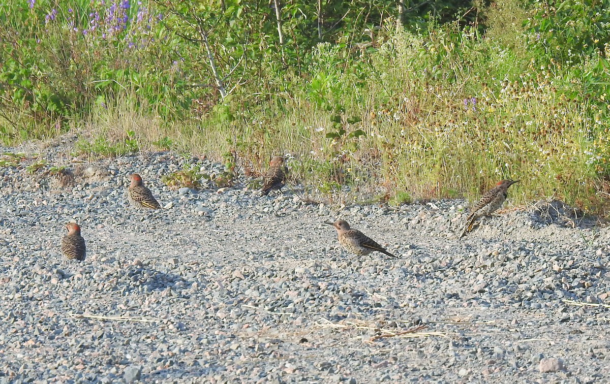 Northern Flicker - ML622100437