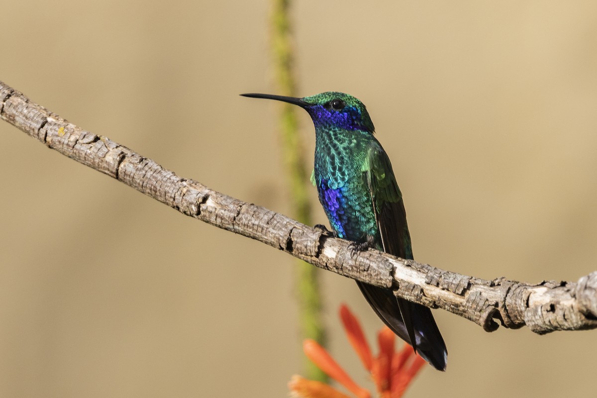 Sparkling Violetear - Jeanne Verhulst