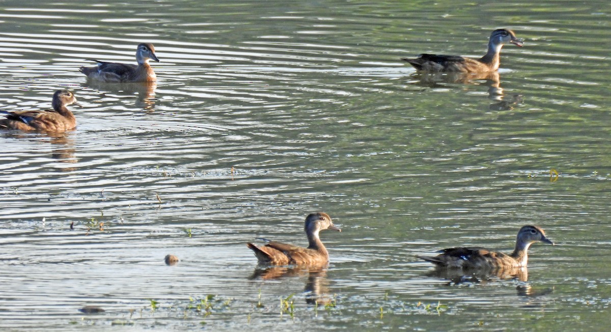 Wood Duck - Nicole H