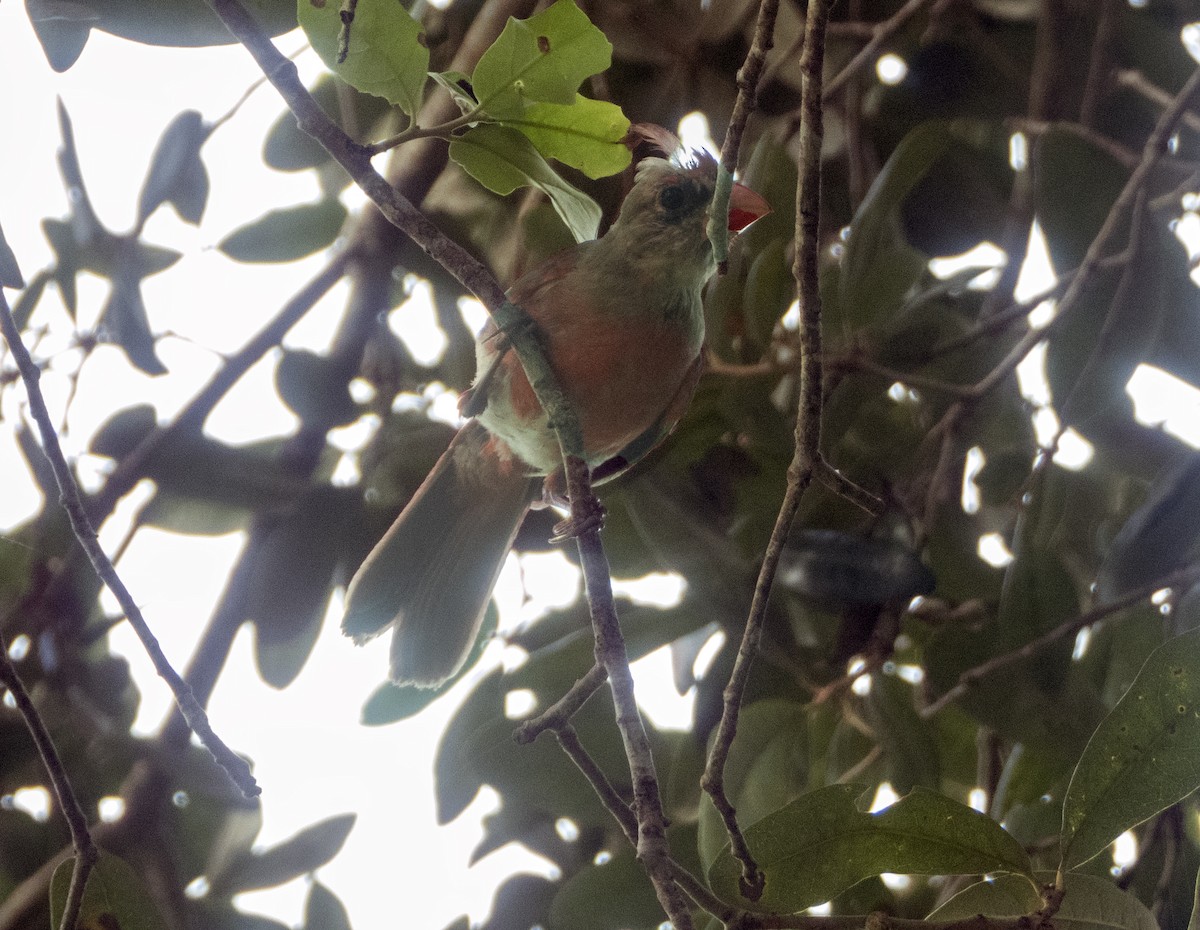 Northern Cardinal - ML622100449