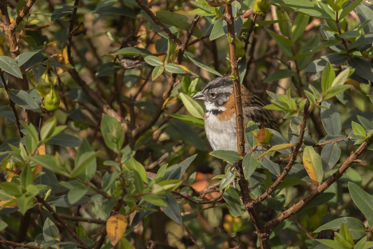 Rufous-collared Sparrow - ML622100453