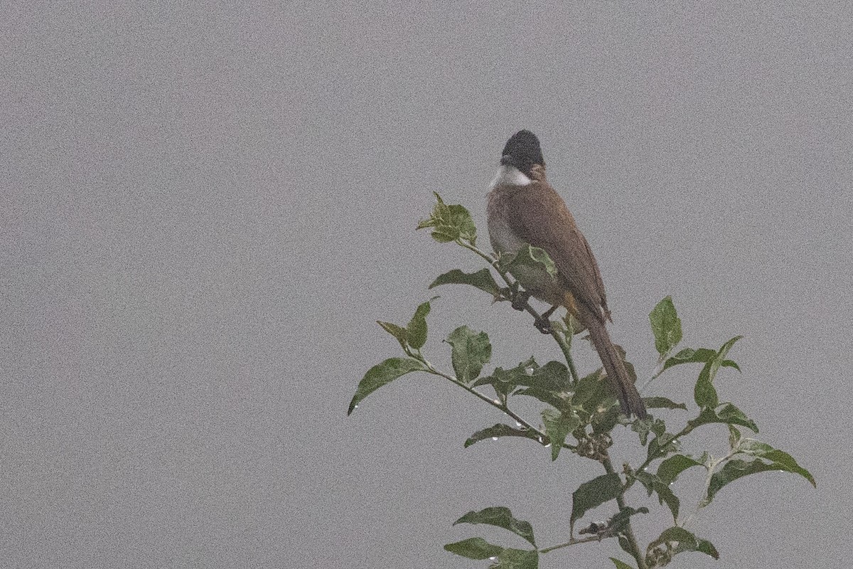 Brown-breasted Bulbul - ML622100454