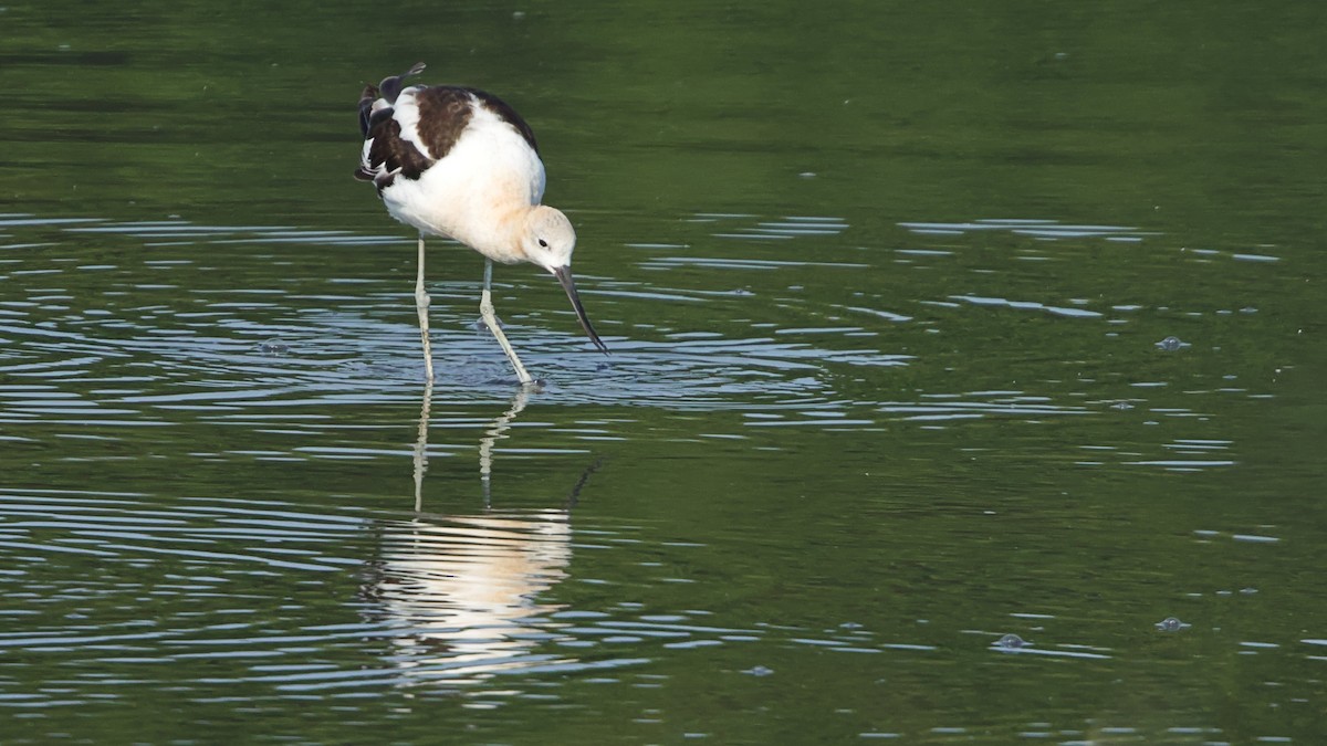 American Avocet - ML622100455