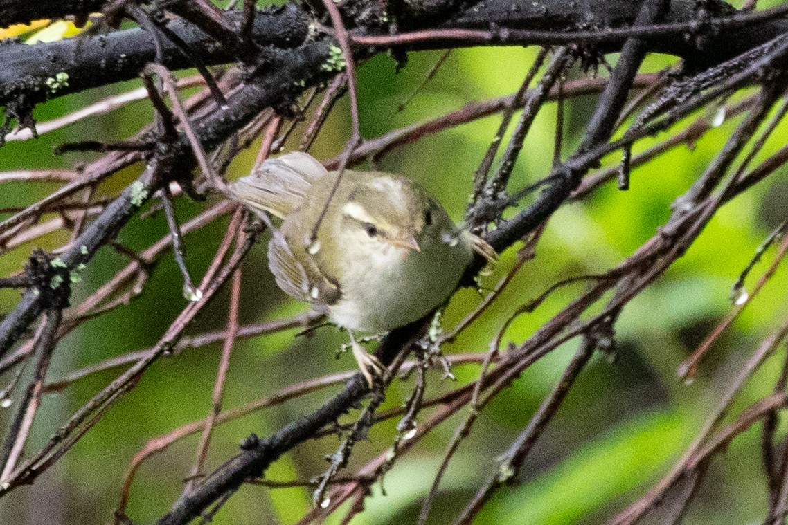 Kloss's Leaf Warbler - ML622100458