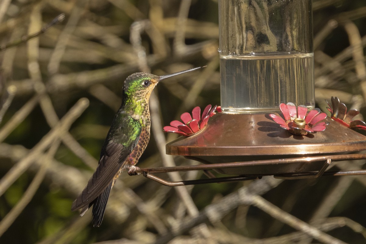 Blue-throated Starfrontlet - ML622100460