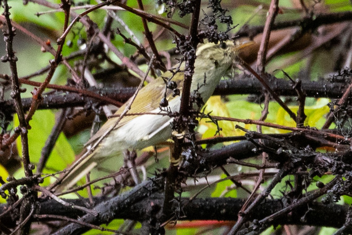 Kloss's Leaf Warbler - ML622100461