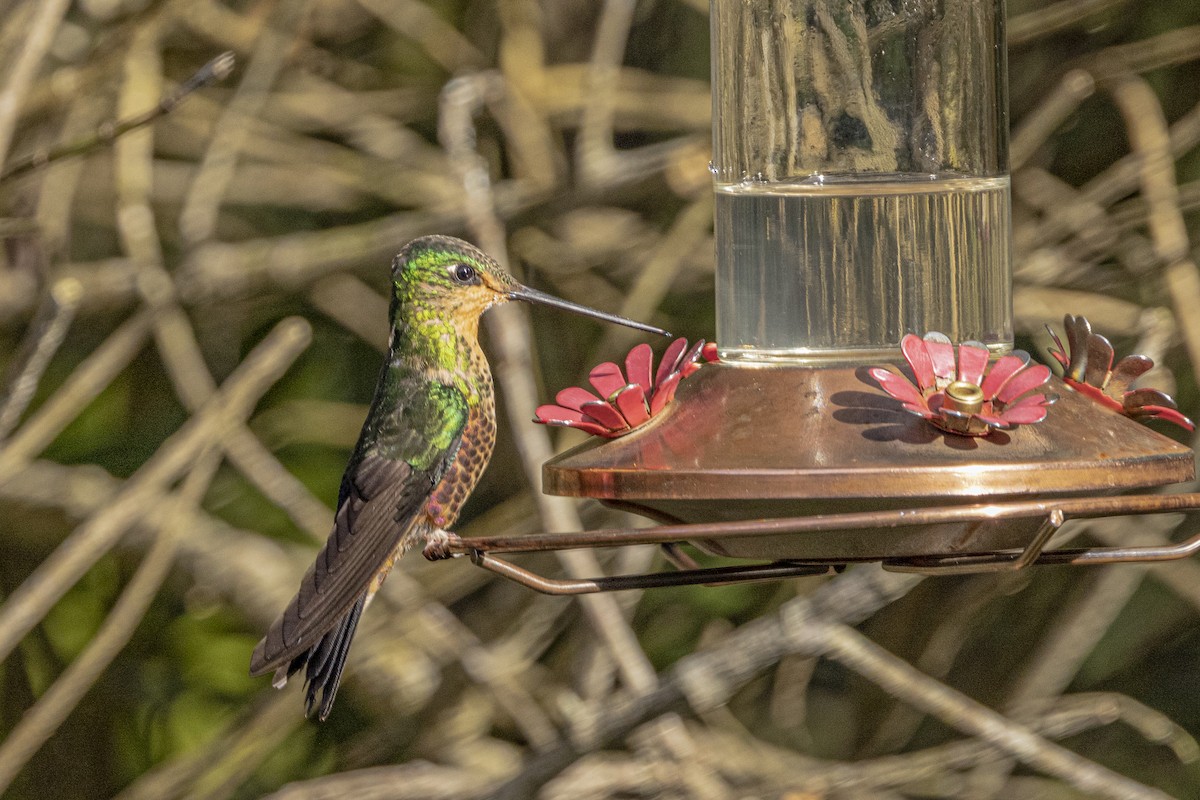 Blue-throated Starfrontlet - ML622100462