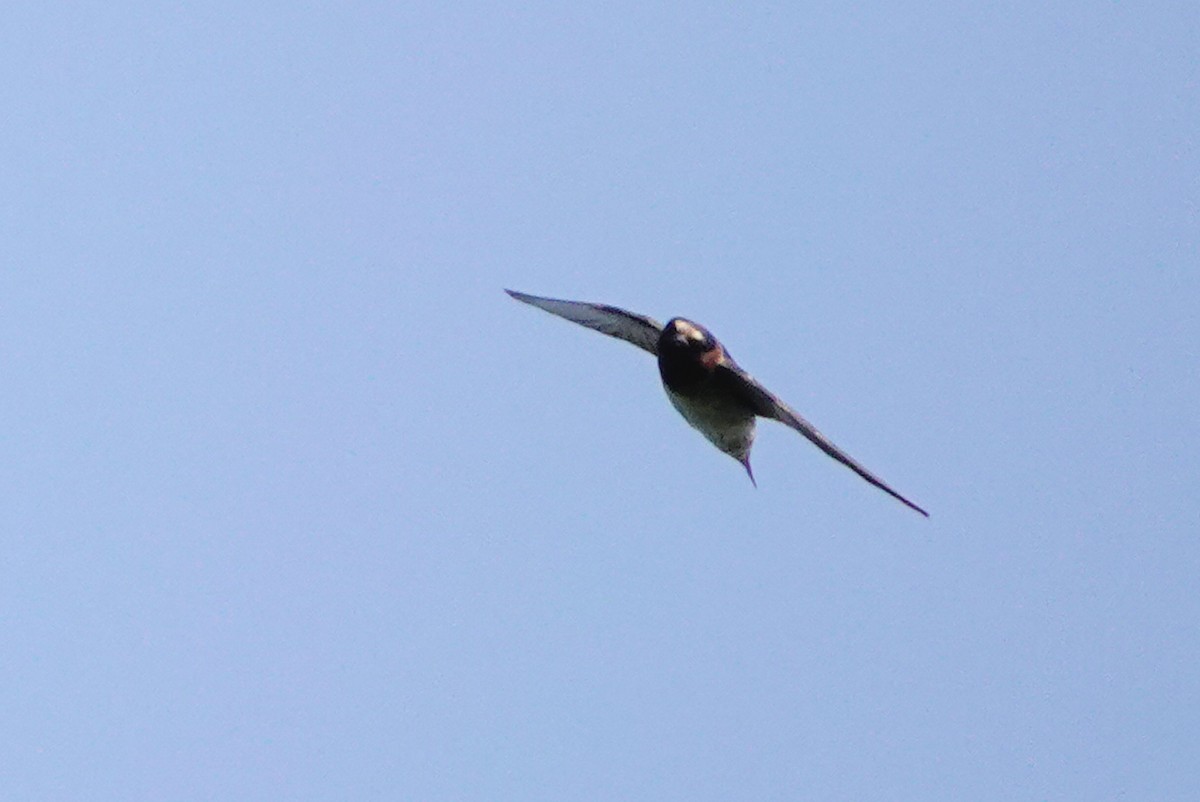 Cliff Swallow - ML622100466