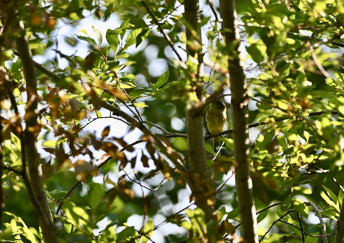 Yellow-bellied Flycatcher - ML622100467