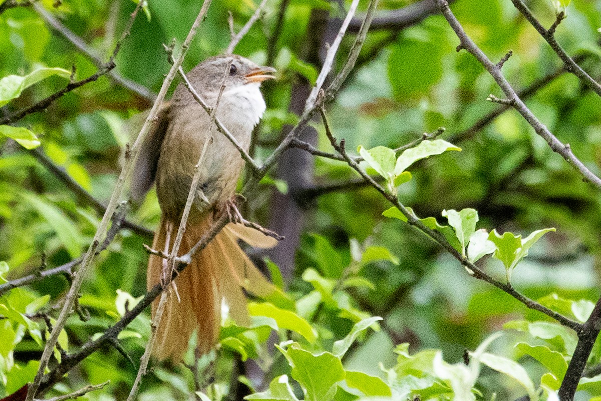 Rufous-tailed Babbler - ML622100468
