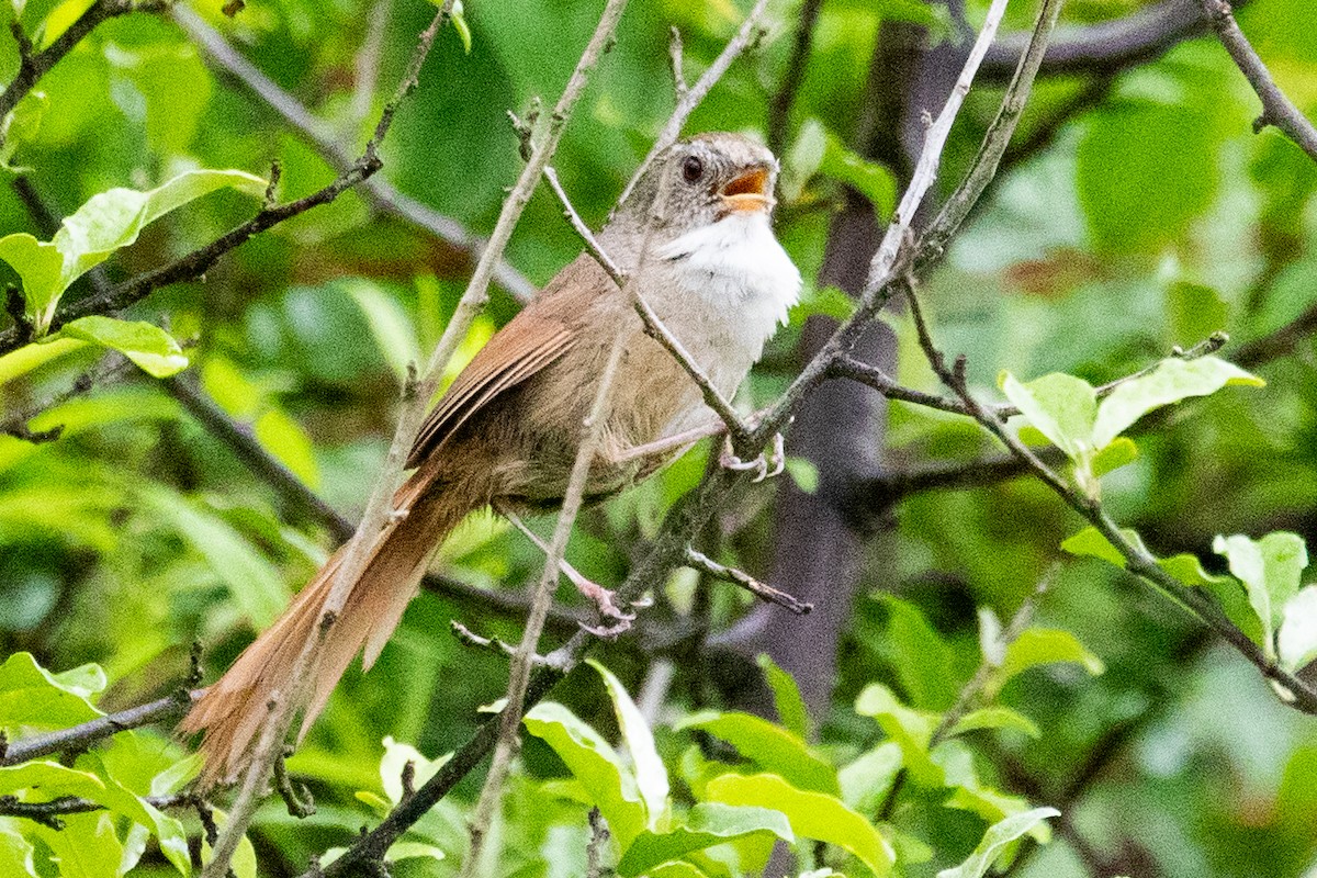 Rufous-tailed Babbler - ML622100469