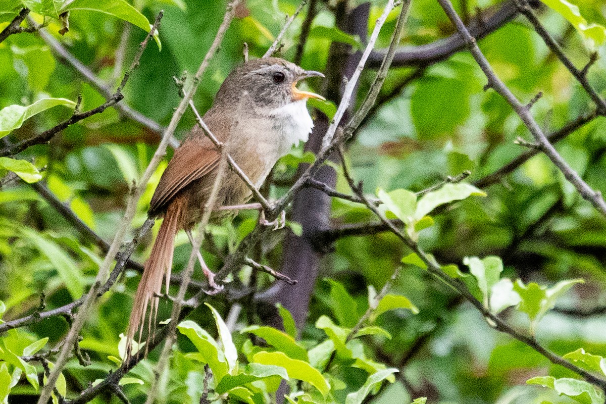 Rufous-tailed Babbler - ML622100471