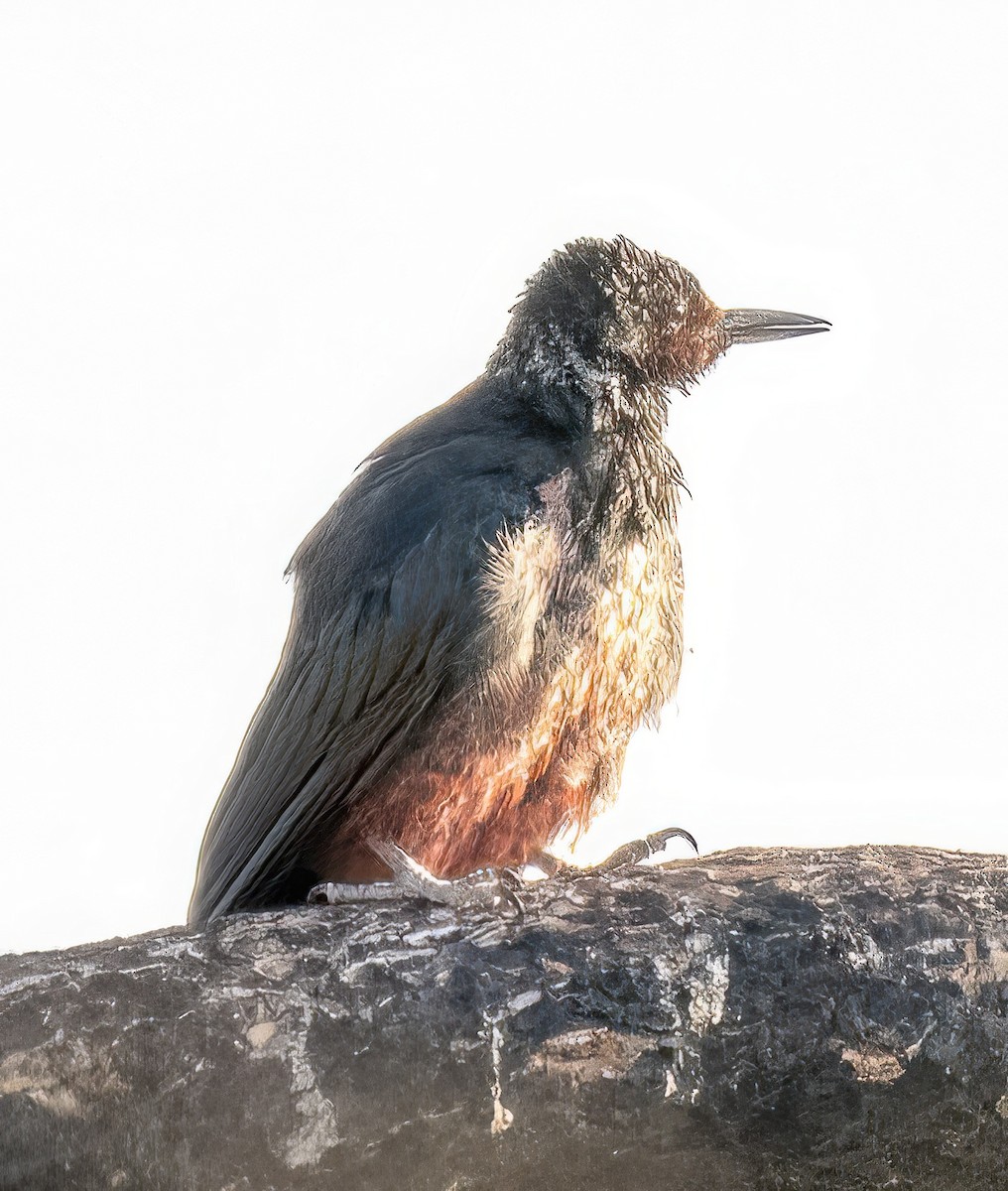 Lewis's Woodpecker - ML622100472