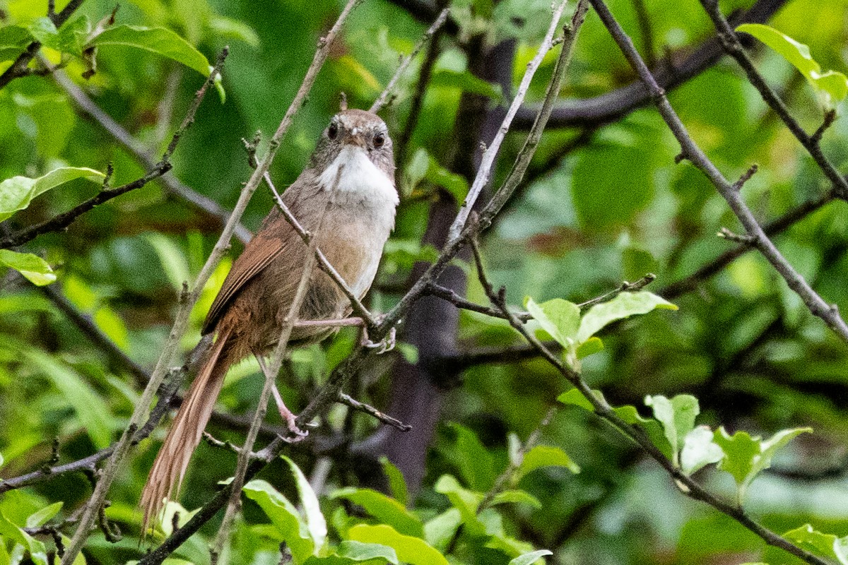 Rufous-tailed Babbler - ML622100474