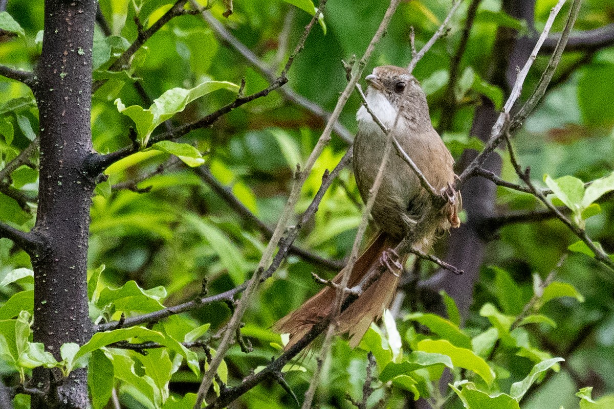 Rufous-tailed Babbler - ML622100477