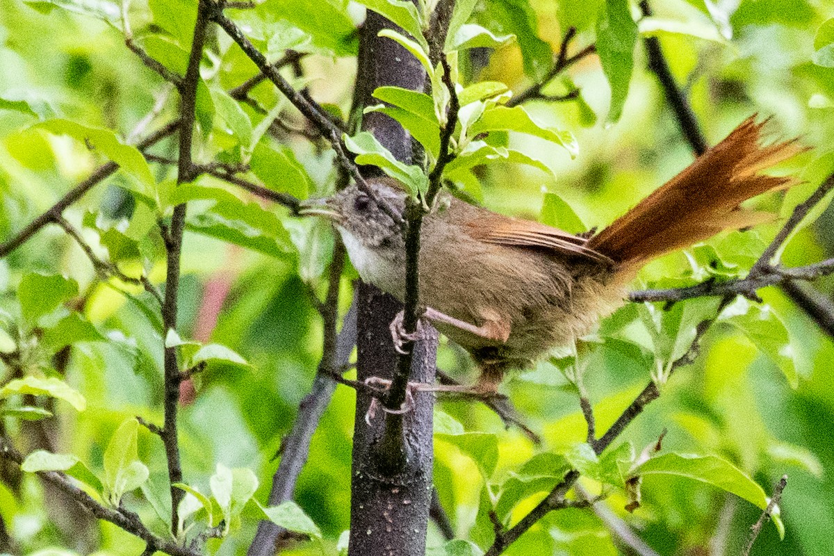 Moupinie à couronne rousse - ML622100480