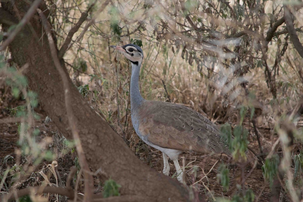 White-bellied Bustard - ML622100483