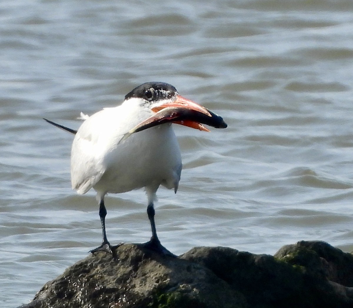 Caspian Tern - Stella Miller