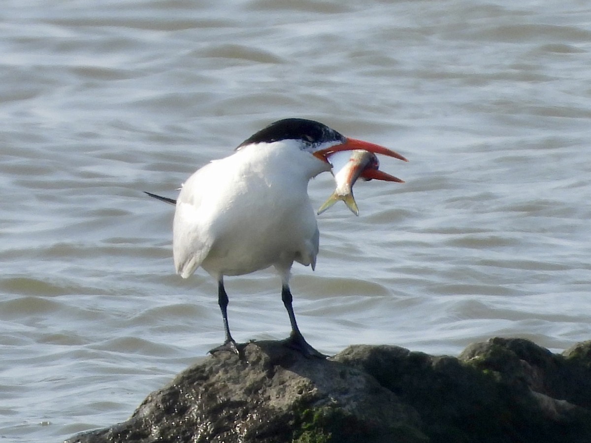 Caspian Tern - ML622100486