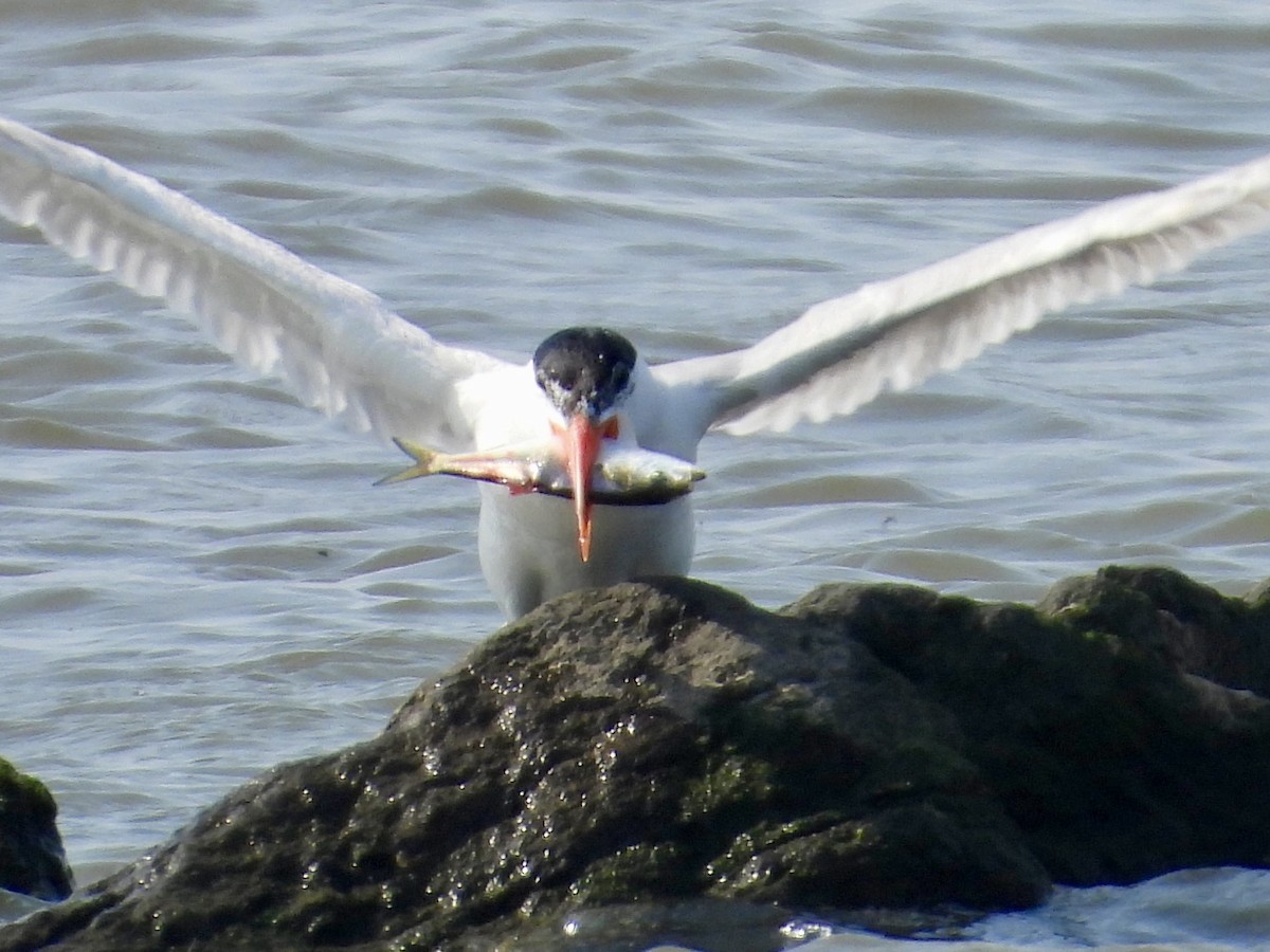 Caspian Tern - ML622100487