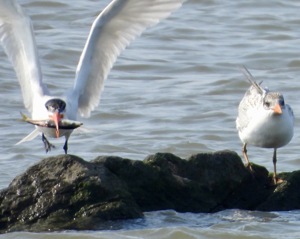 Caspian Tern - ML622100488