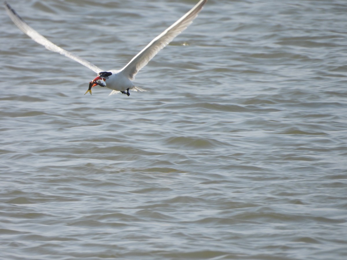 Caspian Tern - Stella Miller