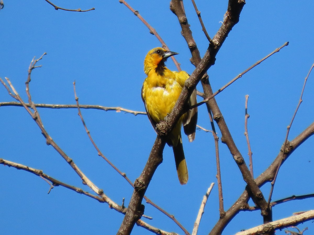 Streak-backed Oriole - ML622100502